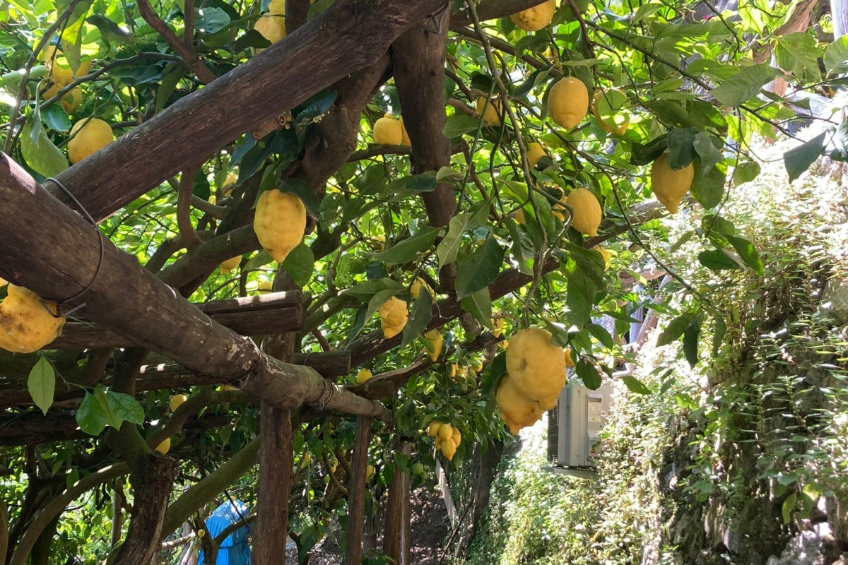 Immagine WhatsApp 2024-11-20 ore 10.26.12_ad4029ee